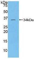 Polyclonal Antibody to TATA Box Binding Protein Associated Factor 1 (TAF1)