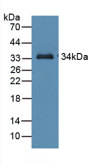 Polyclonal Antibody to Retinol Binding Protein 3, Interstitial (RBP3)