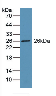 Polyclonal Antibody to Retinol Binding Protein 3, Interstitial (RBP3)