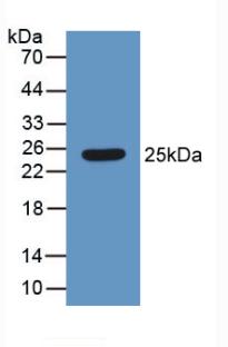 Polyclonal Antibody to High Mobility Group Protein 1 (HMGB1)