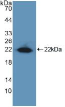 Polyclonal Antibody to Early Growth Response Protein 1 (EGR1)