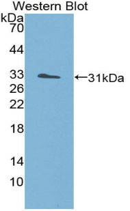 Polyclonal Antibody to Structure Specific Recognition Protein 1 (SSRP1)