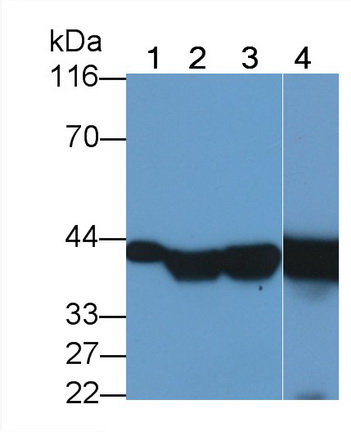 Polyclonal Antibody to Synaptophysin (SYP)