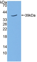 Polyclonal Antibody to 5T4