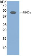 Polyclonal Antibody to Desmoglein 3 (DSG3)