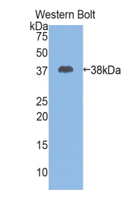 Polyclonal Antibody to Cystatin A (CSTA)
