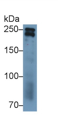 Polyclonal Antibody to Nestin (NES)