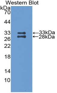 Polyclonal Antibody to Apolipoprotein A1 (APOA1)