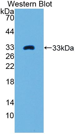 Biotin-Linked Polyclonal Antibody to Tissue Factor (TF)