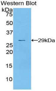 FITC-Linked Polyclonal Antibody to Tissue Factor (TF)