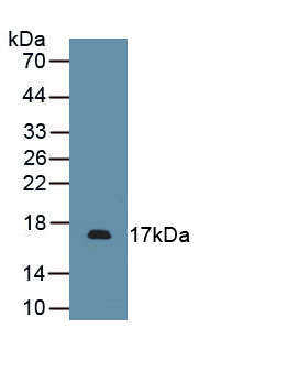 Polyclonal Antibody to Platelet Derived Growth Factor Subunit A (PDGFA)