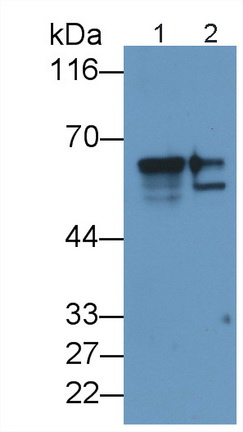 Polyclonal Antibody to Cytokeratin 9 (CK9)