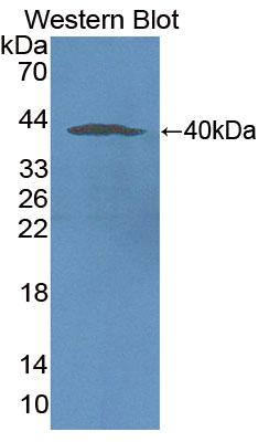 Polyclonal Antibody to Nicotinamide Adenine Dinucleotide Phosphate Oxidase 5 (NOX5)
