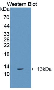 Biotin-Linked Polyclonal Antibody to S100 Calcium Binding Protein A11 (S100A11)
