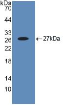 Polyclonal Antibody to BH3 Interacting Domain Death Agonist (Bid)