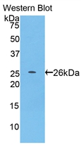Biotin-Linked Polyclonal Antibody to Pepsin (PP)