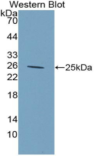 Biotin-Linked Polyclonal Antibody to Complement component 1 Q subcomponent-binding protein, mitochondrial (C1QBP)