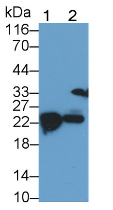Polyclonal Antibody to Interleukin 7 (IL7)