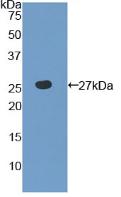 Polyclonal Antibody to Toll Like Receptor 6 (TLR6)