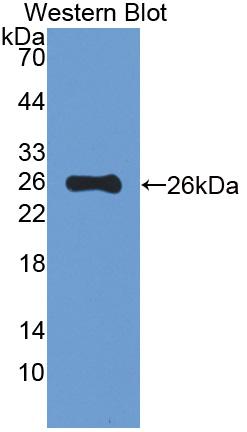 FITC-Linked Polyclonal Antibody to Mucin 5 Subtype B (MUC5B)