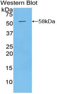 Polyclonal Antibody to Kallikrein 6 (KLK6)