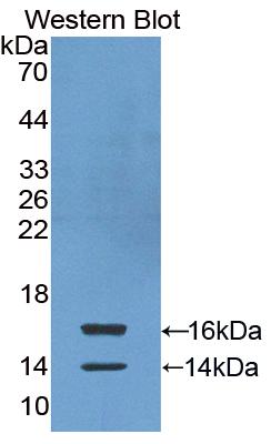 FITC-Linked Polyclonal Antibody to Myeloid Progenitor Inhibitory Factor 2 (MPIF2)
