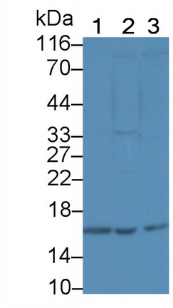 Polyclonal Antibody to Myeloid Progenitor Inhibitory Factor 2 (MPIF2)