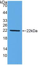 Polyclonal Antibody to Mucin 2 (MUC2)