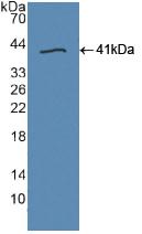 Polyclonal Antibody to Toll Like Receptor 9 (TLR9)