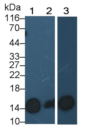 Polyclonal Antibody to Trefoil Factor 2 (TFF2)