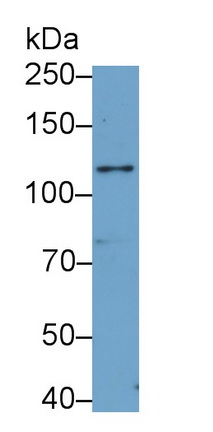 Polyclonal Antibody to Toll Like Receptor 4 (TLR4)