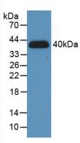 Polyclonal Antibody to Hypoxia Inducible Factor 1 Alpha (HIF1a)