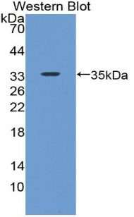 Polyclonal Antibody to Bone Morphogenetic Protein 7 (BMP7)