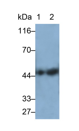 Polyclonal Antibody to Cluster Of Differentiation 86 (CD86)
