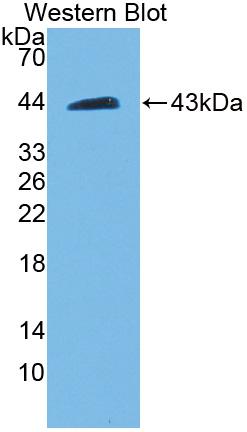 Biotin-Linked Polyclonal Antibody to Complement Component 3 (C3)
