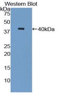 FITC-Linked Polyclonal Antibody to Complement Component 3 (C3)