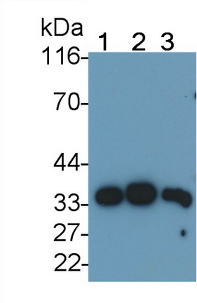 Polyclonal Antibody to Amyloid Beta Peptide 1-40 (Ab1-40)