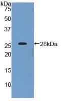Polyclonal Antibody to Cluster Of Differentiation 200 (C<b>D200</b>)