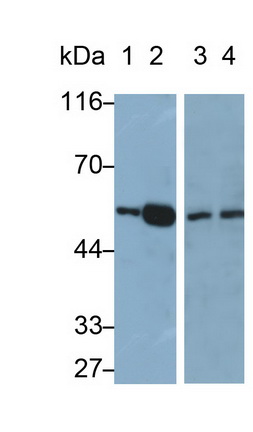 Polyclonal Antibody to Peroxisome Proliferator Activated Receptor Gamma (PPARg)