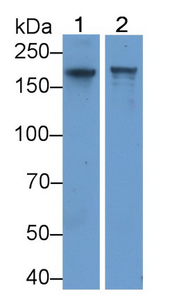 Polyclonal Antibody to Complement Component 4 (C4)