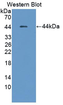 Polyclonal Antibody to Heat Shock Transcription Factor 4 (HSF4)