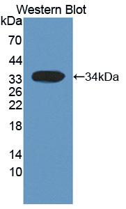 Polyclonal Antibody to Heat Shock Transcription Factor 4 (HSF4)