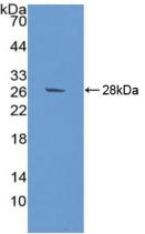 Polyclonal Antibody to Signal Regulatory Protein Alpha (SIRPa)