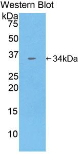 Polyclonal Antibody to Contactin Associated Protein 1 (Caspr)