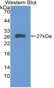 Polyclonal Antibody to Ubiquitin Activating Enzyme E1 Like Protein (UBE1L)