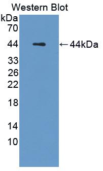 Polyclonal Antibody to Mucin 3 (MUC3)