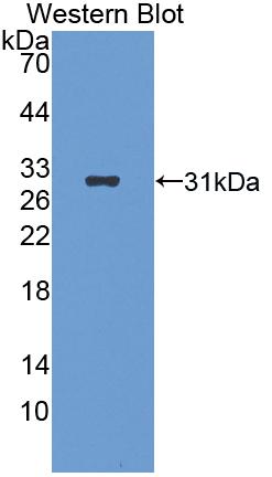 FITC-Linked Polyclonal Antibody to Alanine Aminopeptidase (AAP)
