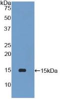 Polyclonal Antibody to Phospholipase A2, Group IID (PLA2G2D)
