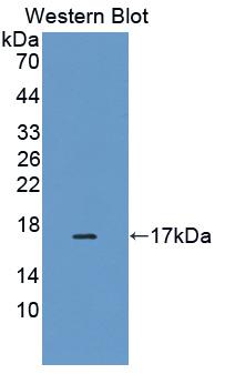 Polyclonal Antibody to Phospholipase A2, Group IID (PLA2G2D)