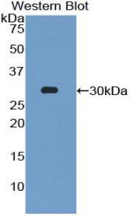 Polyclonal Antibody to Early Growth Response Protein 4 (EGR4)